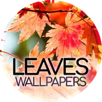 Wallpapers with leaves in 4K